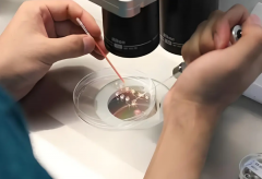 详细解读试管hcg值，hcg低不表示胎儿一定有问题！