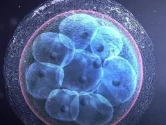 子宫腺肌症做试管能移植几个囊胚？为你详细分析！