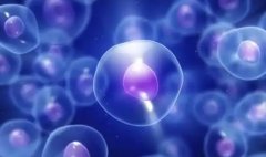试管移植选鲜胚还是冻胚？了解它们之间的成功率、安全性和存活率差