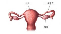 子宫纵膈与试管助孕：专业评估与个性化治疗路径