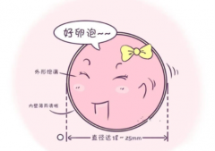 备孕必看:如何判断你的卵泡是“优等生”?卵泡质量自我评估指南