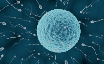 促排得到的卵子数量和质量，和最终形成的胚胎数量的关系