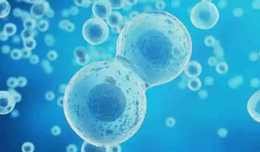 什么是“空卵泡”?怎么看的出来?