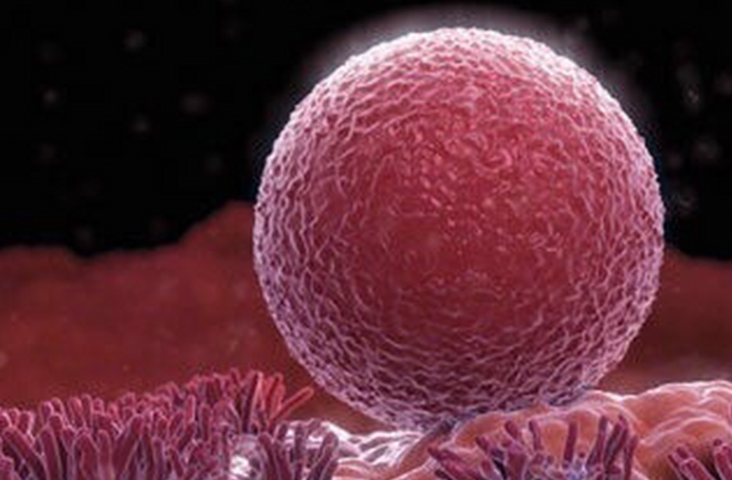 什么样的卵泡才是“好卵泡”？ 是不是越大越好、越圆越好？