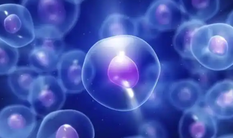 什么是“卵巢高反应”?如果卵泡长得太多太快会有什么风险?