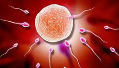 福建第三代试管婴儿助孕价格参考：大概花费10-20万元