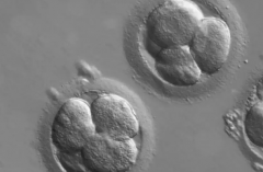 2026年齐齐哈尔做三代试管婴儿技术的价格多少钱一次？