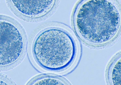 2026年在成都进行第三代试管婴儿治疗的整体费用及明细