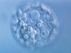 国外试管婴儿助孕多少钱？2026年第三代试管费用明细最新分享