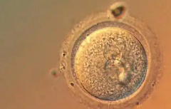 在辽宁省沈阳市做试管助孕一般需要多少钱？