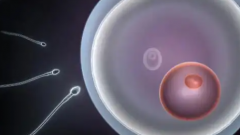 2026年单身人士在枣庄市立医院试管婴儿费用价格表全览