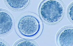 四川成都三代试管婴儿助孕总费用大约多少？附试管详细收费清单