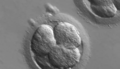 福建省福州市三代试管助孕多少钱，附成功率及完整流程介绍