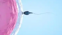 成都中医药大学附属生殖妇幼医院未婚试管成功率真实数据是多少