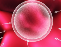 成都市做三代试管助孕一般需要多少钱？2026年试管移植全流程账单