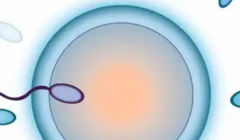 2026年泰国三代试管婴儿费用多少？成功率与价格明细全面介绍