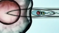 2026年深圳市做试管助孕要多少钱，各大项目花费详情