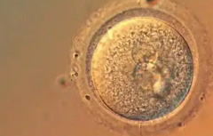 2026美国第三代试管助孕价格公布，8万至15万，费用清单公开