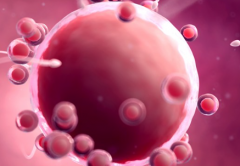 2026年未婚人士可以在哈尔滨红十字医院做试管婴儿吗？