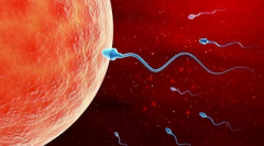 海口妇幼没有结婚证的女性试管婴儿多少钱？和其他医院费用相差不大