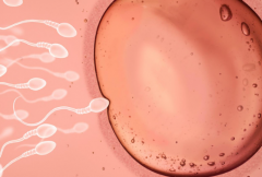 2026年浙江杭州市做三代试管婴儿助孕价格是多少？费用详细说明