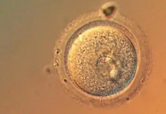 上海那些说试管一次就能成功的私立医院靠谱吗？