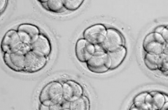 未婚人士可以在长春市妇幼保健院做试管吗？附最新费用与成功率数据