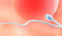 2026年未婚去乌海市妇幼做试管的总费用要多少？