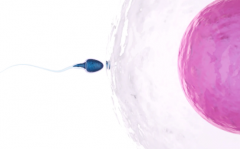 2026年在武汉康健医院单身人士能做试管吗？