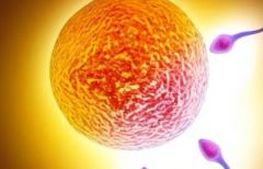 2026年没有结婚证去哈尔滨红十字医院做试管可以吗？试管流程及费用攻