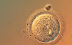 单身女性在惠州市第二妇幼保健院做试管可以吗？费用与成功率详解