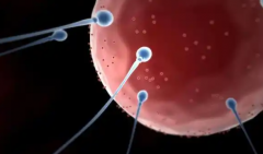 2026赴马来西亚试管必看：三代试管技术包成功是否靠谱？