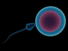 2026年四川省单身去成都美美妇产医院做试管成功率高吗？怀上几率高达