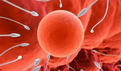 2026年在毕节市第一人民医院可以为单身人士做试管吗？