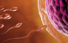 粤北人民医院试管需要结婚证吗？没领结婚证想做试管婴儿怎么办？