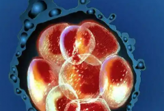 福州妇幼接受无结婚证试管婴儿申请吗？费用及成功率一览表