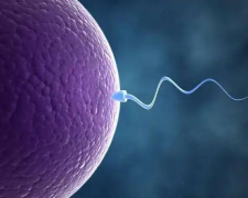 上海嘉会国际医院试管婴儿准入条件：结婚证是必选项吗？