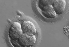 2026试管怀孕价格全知道：河北省石家庄第三代试管婴儿费用明细汇总