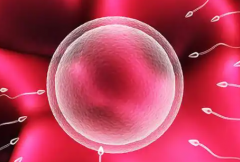 单身群体能不能在北京海军总医院做试管？2026费用及成功率详解