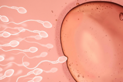 2026年没有结婚证去辽宁省妇幼保健院做试管可以吗？试管流程及费用攻